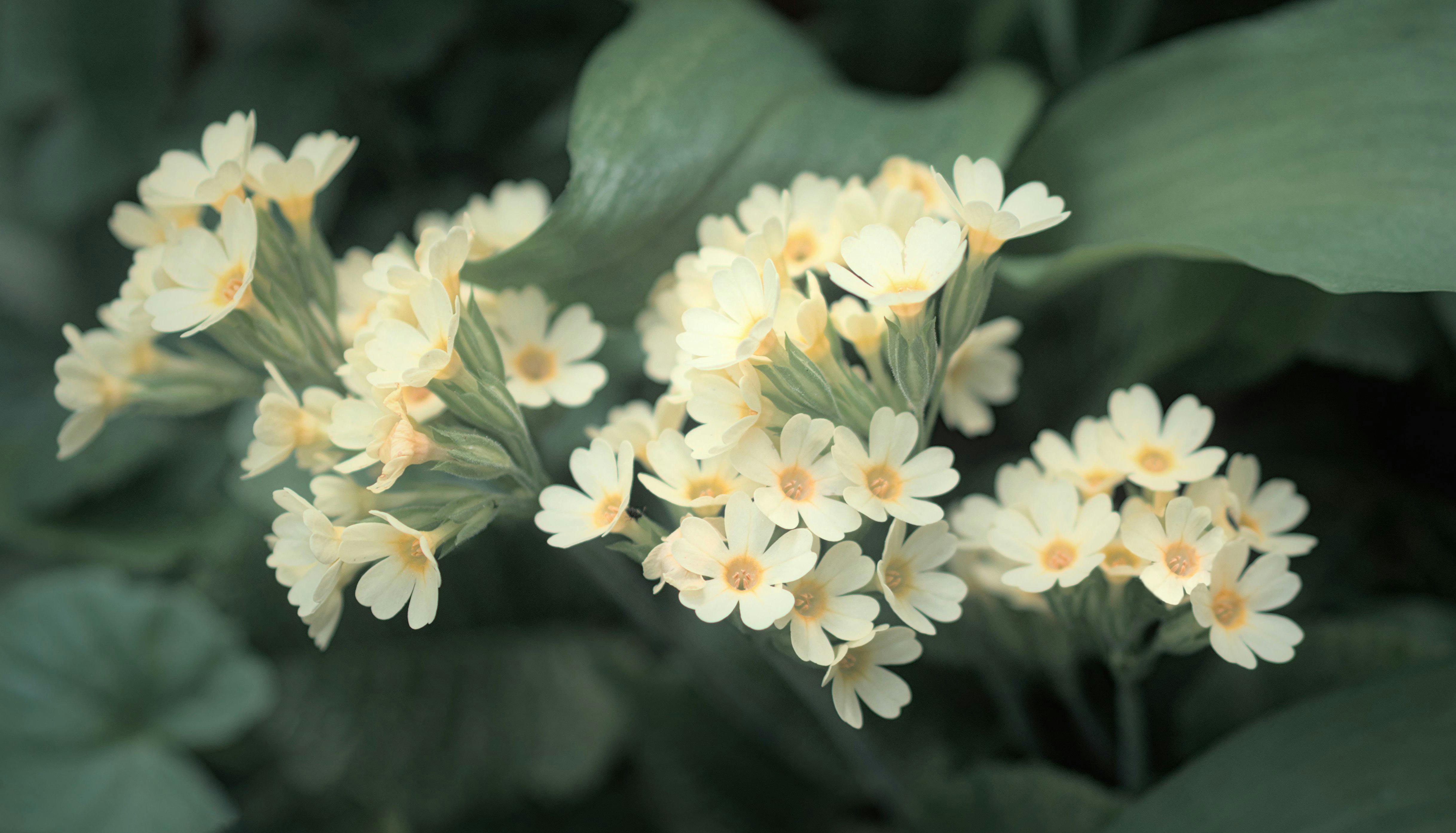 Colorful flower garden